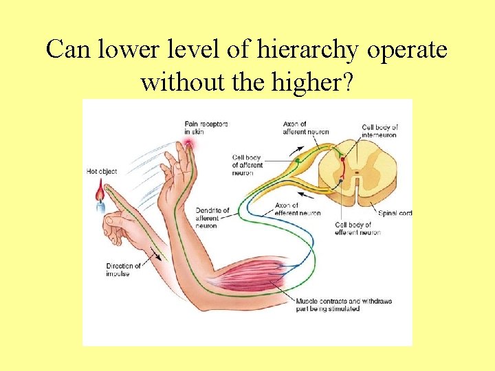 Can lower level of hierarchy operate without the higher? 