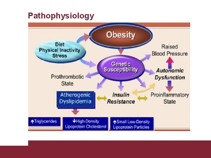 Pathophysiology Congestive Heart Failure 26/11/2020 Pagina 12 