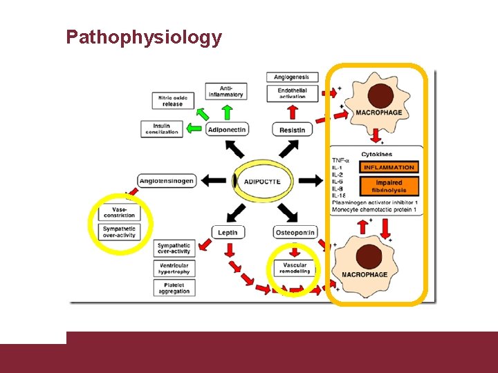 Pathophysiology Congestive Heart Failure 26/11/2020 Pagina 14 