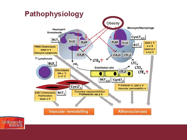 Pathophysiology Congestive Heart Failure 26/11/2020 Pagina 15 