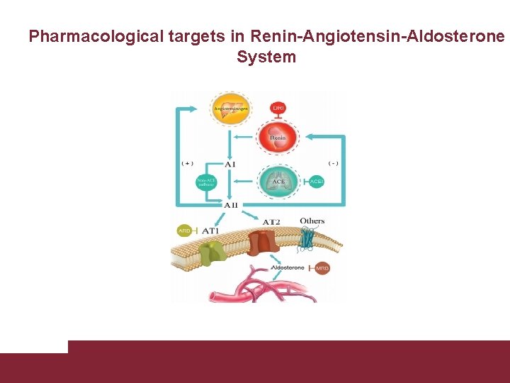 Pharmacological targets in Renin-Angiotensin-Aldosterone System Congestive Heart Failure 26/11/2020 Pagina 46 