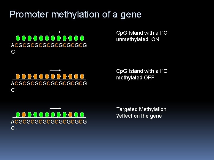 Promoter methylation of a gene Cp. G Island with all ‘C’ unmethylated ON ACGCGCGCGCG