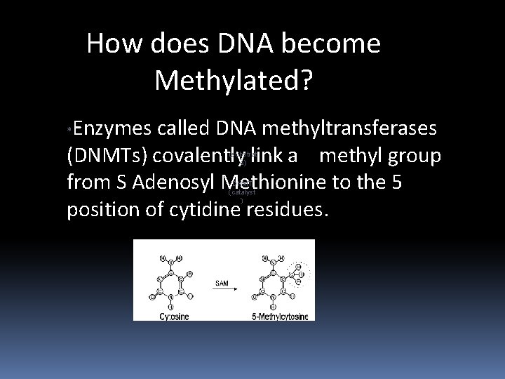 How does DNA become Methylated? Enzymes called DNA methyltransferases (DNMTs) covalently link a methyl