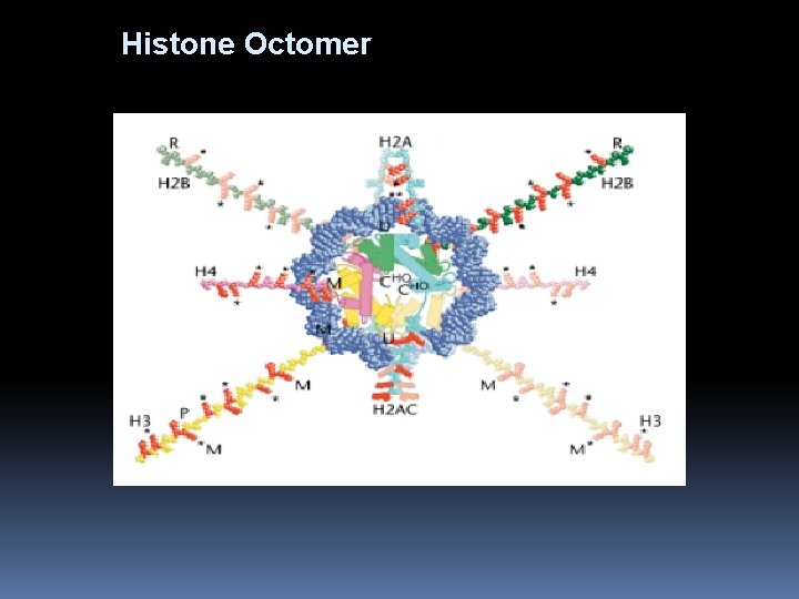 Histone Octomer 