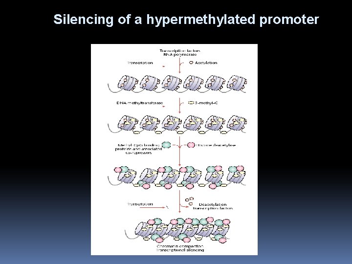 Silencing of a hypermethylated promoter 