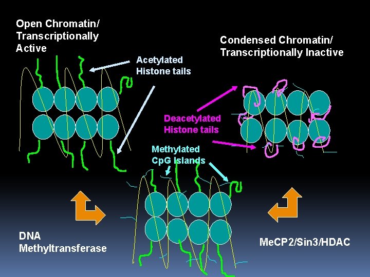 Open Chromatin/ Transcriptionally Active Acetylated Histone tails Condensed Chromatin/ Transcriptionally Inactive Deacetylated Histone tails