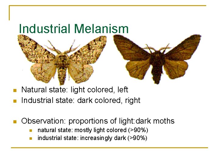 Industrial Melanism n Natural state: light colored, left Industrial state: dark colored, right n