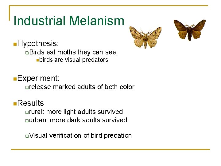 Industrial Melanism n. Hypothesis: q Birds eat moths they can see. nbirds are visual