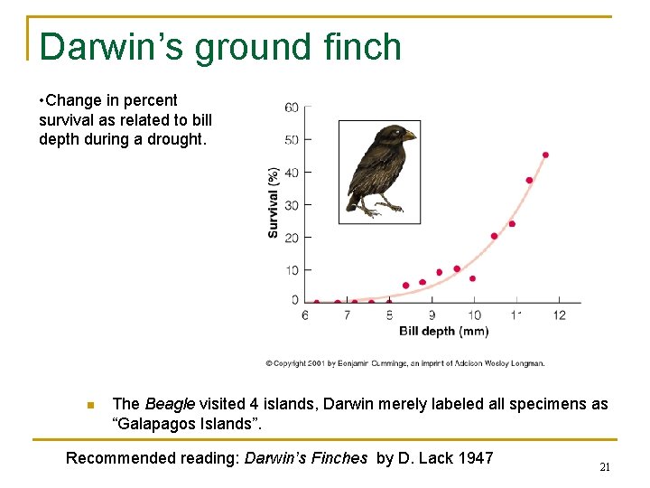 Darwin’s ground finch • Change in percent survival as related to bill depth during