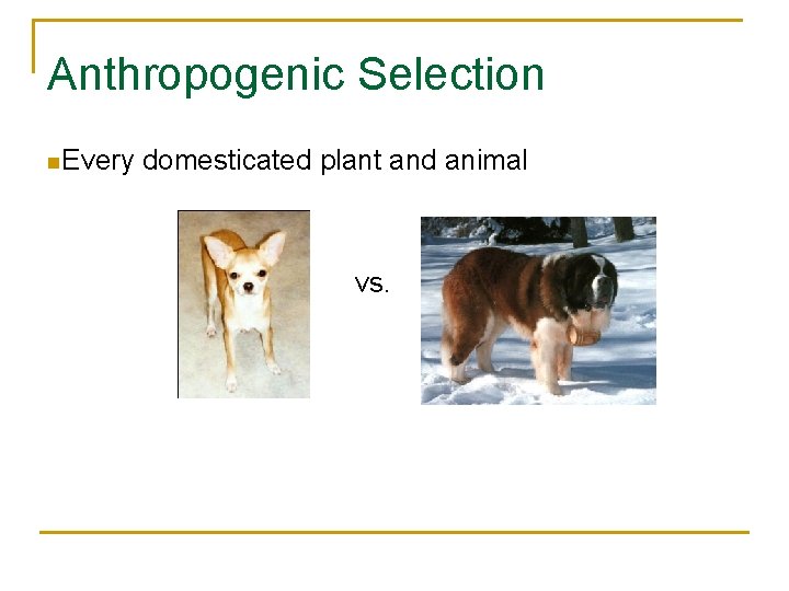 Anthropogenic Selection n. Every domesticated plant and animal vs. 