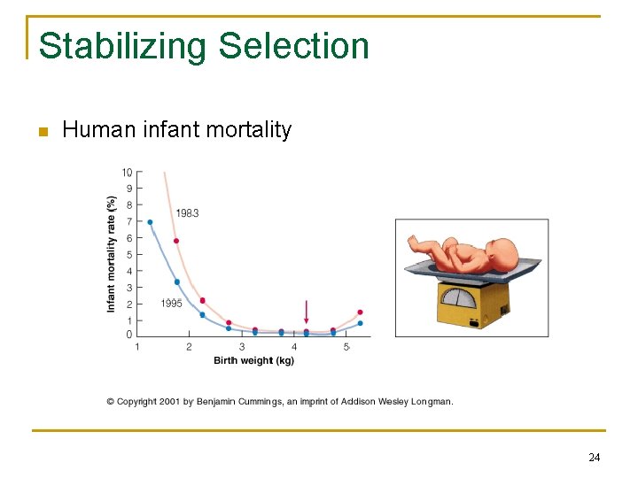 Stabilizing Selection n Human infant mortality 24 