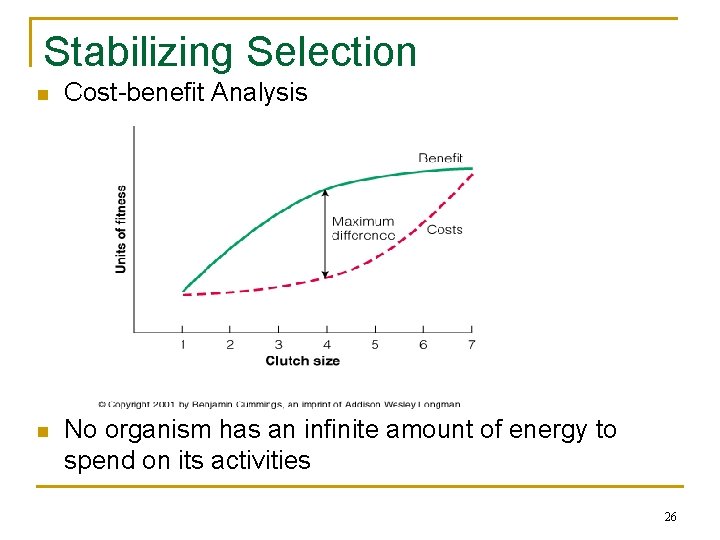 Stabilizing Selection n Cost-benefit Analysis n No organism has an infinite amount of energy