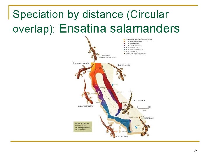 Speciation by distance (Circular overlap): Ensatina salamanders 39 