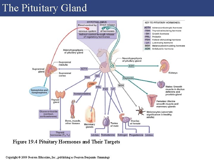 The Pituitary Gland Figure 19. 4 Pituitary Hormones and Their Targets Copyright © 2009