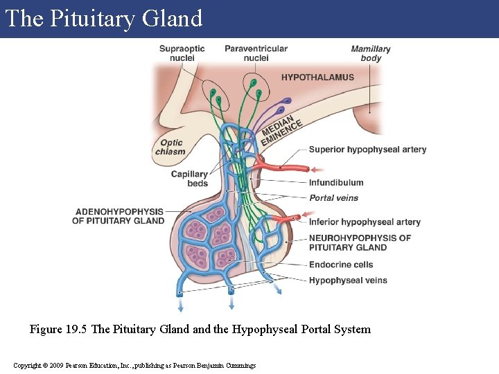 The Pituitary Gland Figure 19. 5 The Pituitary Gland the Hypophyseal Portal System Copyright