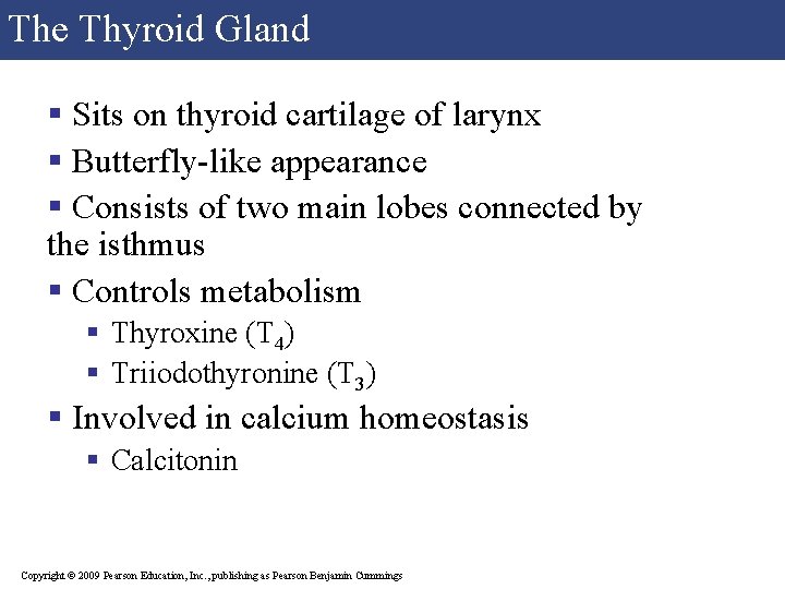 The Thyroid Gland § Sits on thyroid cartilage of larynx § Butterfly-like appearance §