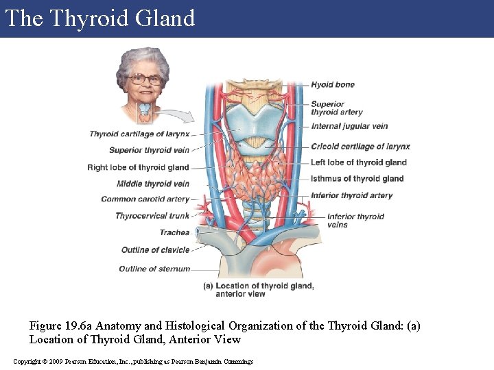 The Thyroid Gland Figure 19. 6 a Anatomy and Histological Organization of the Thyroid