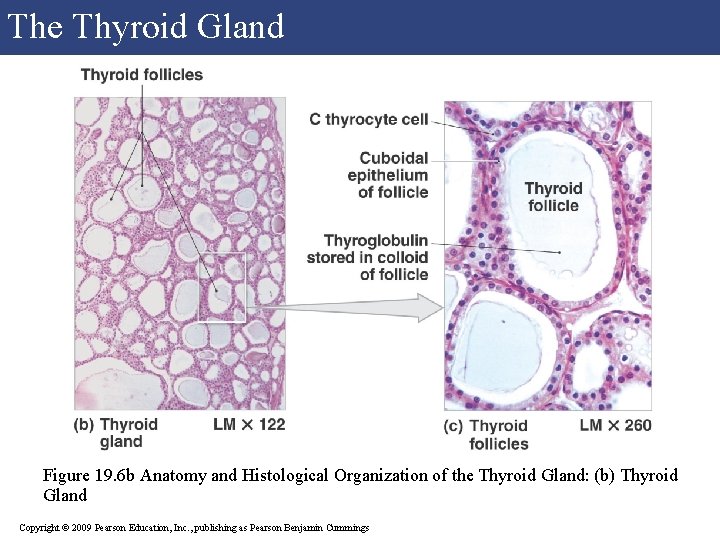 The Thyroid Gland Figure 19. 6 b Anatomy and Histological Organization of the Thyroid