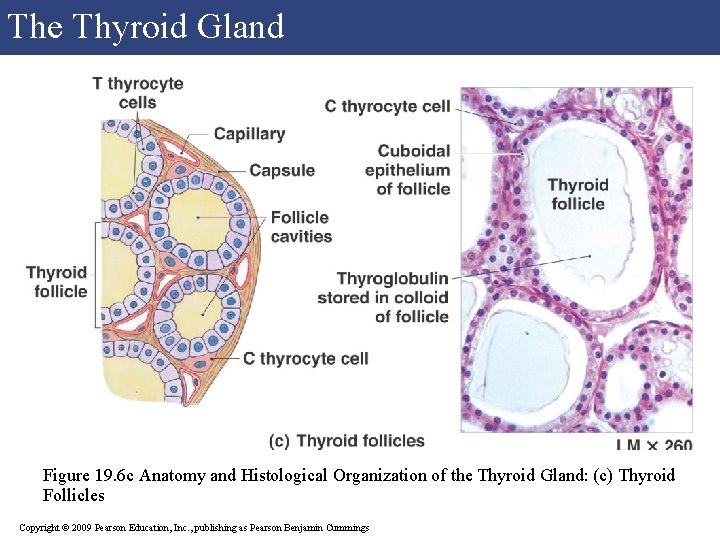 The Thyroid Gland Figure 19. 6 c Anatomy and Histological Organization of the Thyroid