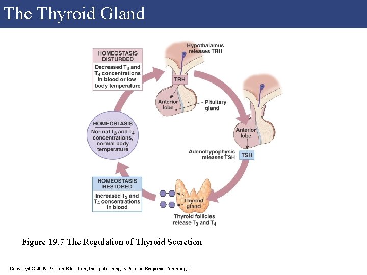 The Thyroid Gland Figure 19. 7 The Regulation of Thyroid Secretion Copyright © 2009