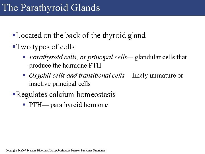 The Parathyroid Glands §Located on the back of the thyroid gland §Two types of