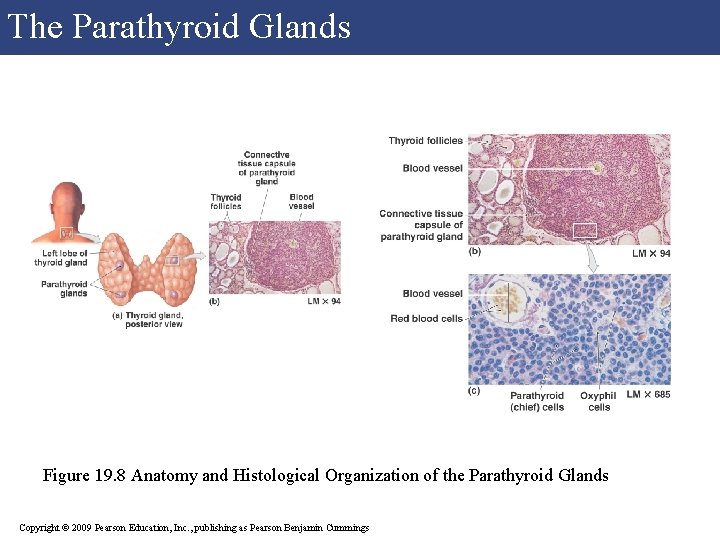 The Parathyroid Glands Figure 19. 8 Anatomy and Histological Organization of the Parathyroid Glands