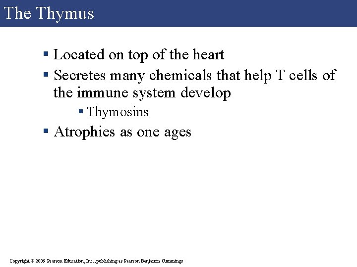 The Thymus § Located on top of the heart § Secretes many chemicals that