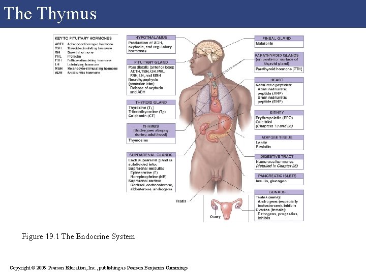 The Thymus Figure 19. 1 The Endocrine System Copyright © 2009 Pearson Education, Inc.