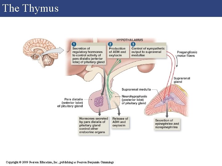 The Thymus Copyright © 2009 Pearson Education, Inc. , publishing as Pearson Benjamin Cummings