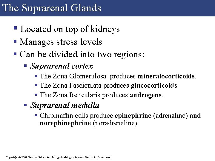 The Suprarenal Glands § Located on top of kidneys § Manages stress levels §