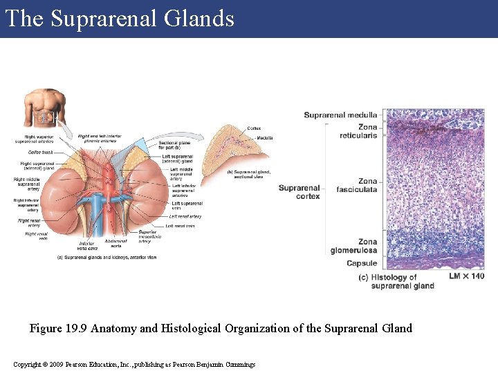 The Suprarenal Glands Figure 19. 9 Anatomy and Histological Organization of the Suprarenal Gland