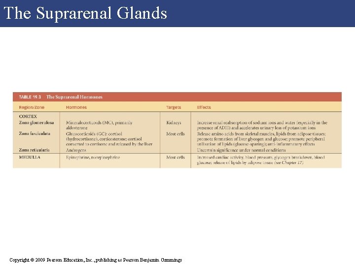 The Suprarenal Glands Copyright © 2009 Pearson Education, Inc. , publishing as Pearson Benjamin