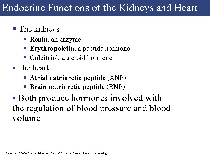 Endocrine Functions of the Kidneys and Heart § The kidneys § Renin, an enzyme