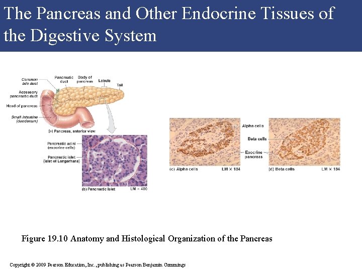 The Pancreas and Other Endocrine Tissues of M the Digestive System Figure 19. 10