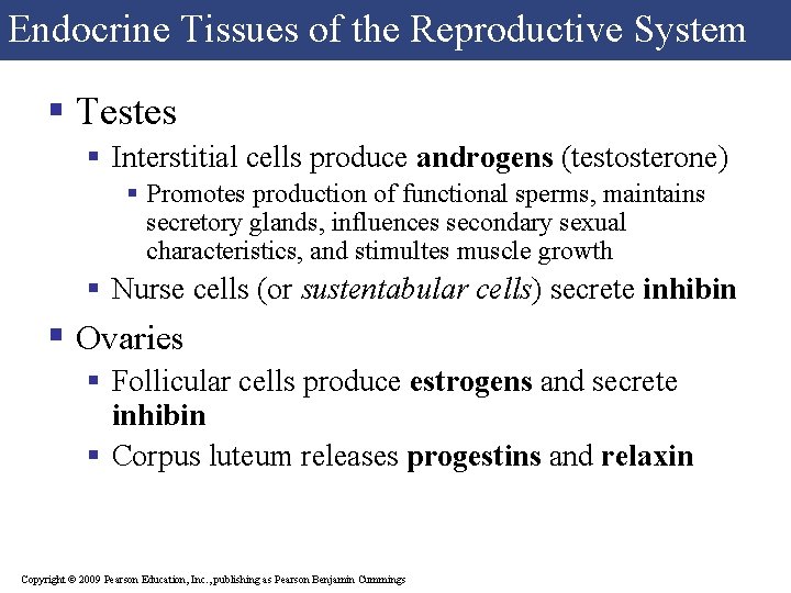 Endocrine Tissues of the Reproductive System § Testes § Interstitial cells produce androgens (testosterone)
