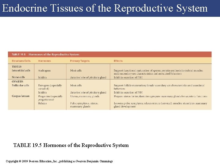Endocrine Tissues of the Reproductive System TABLE 19. 5 Hormones of the Reproductive System