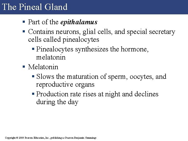 The Pineal Gland § Part of the epithalamus § Contains neurons, glial cells, and