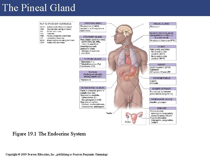 The Pineal Gland Figure 19. 1 The Endocrine System Copyright © 2009 Pearson Education,