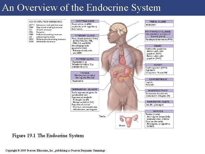 An Overview of the Endocrine System Figure 19. 1 The Endocrine System Copyright ©