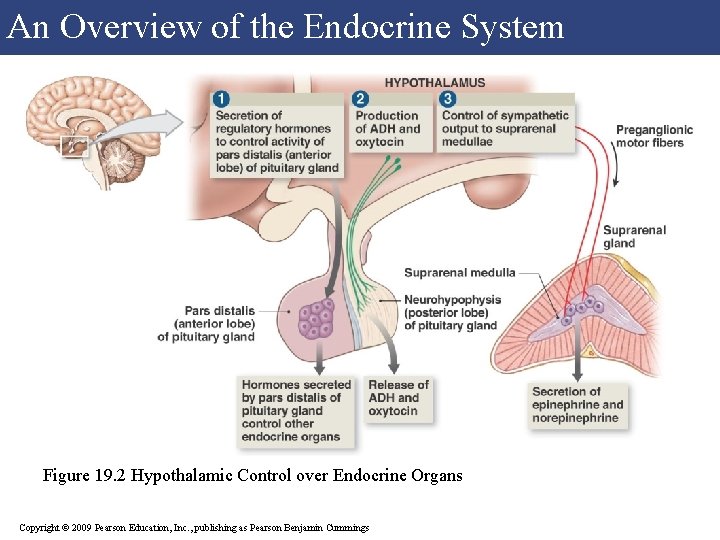 An Overview of the Endocrine System Figure 19. 2 Hypothalamic Control over Endocrine Organs