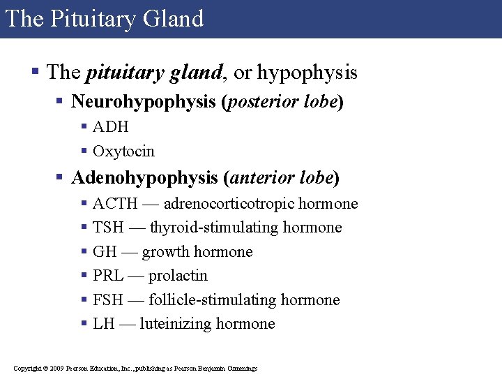 The Pituitary Gland § The pituitary gland, or hypophysis § Neurohypophysis (posterior lobe) §