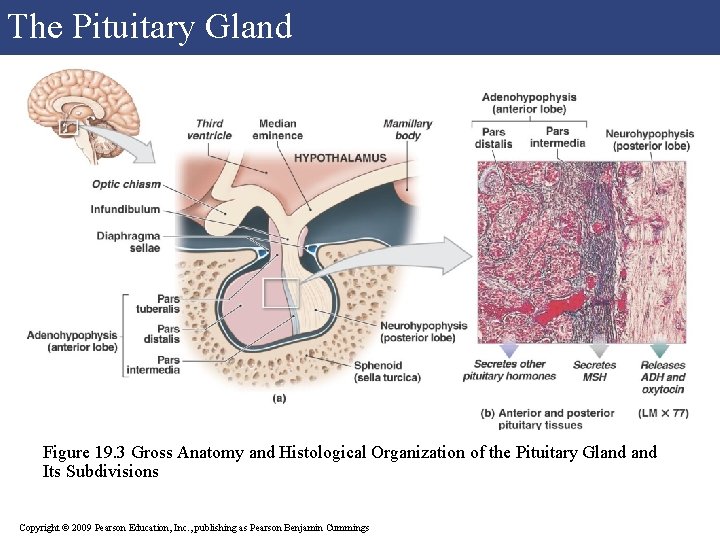 The Pituitary Gland Figure 19. 3 Gross Anatomy and Histological Organization of the Pituitary
