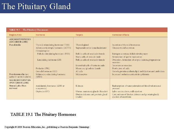 The Pituitary Gland TABLE 19. 1 The Pituitary Hormones Copyright © 2009 Pearson Education,