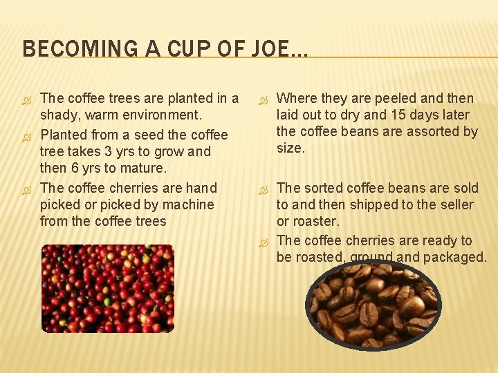 BECOMING A CUP OF JOE… The coffee trees are planted in a shady, warm