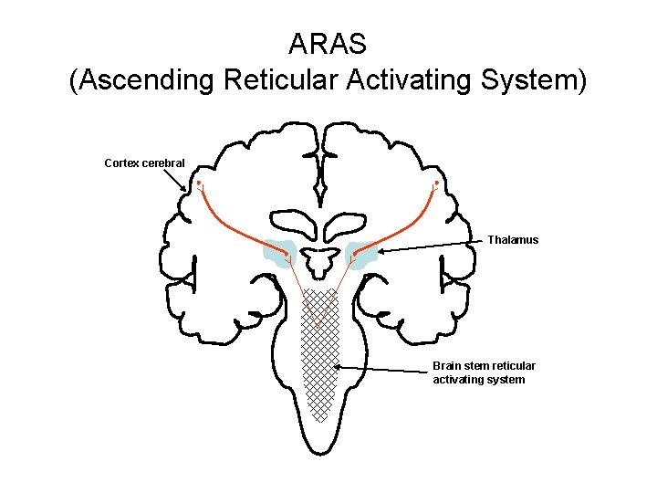 ARAS (Ascending Reticular Activating System) Cortex cerebral Thalamus Brain stem reticular activating system 