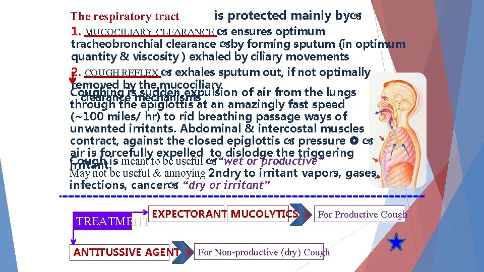 The respiratory tract is protected mainly by 1. MUCOCILIARY CLEARANCE ensures optimum tracheobronchial clearance