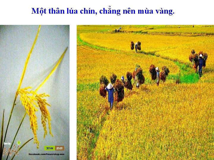 Một thân lúa chín, chẳng nên mùa vàng. 