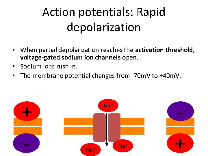 Action potentials: Rapid depolarization • When partial depolarization reaches the activation threshold, voltage-gated sodium