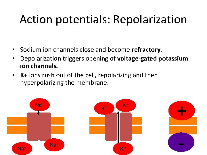 Action potentials: Repolarization • Sodium ion channels close and become refractory. • Depolarization triggers