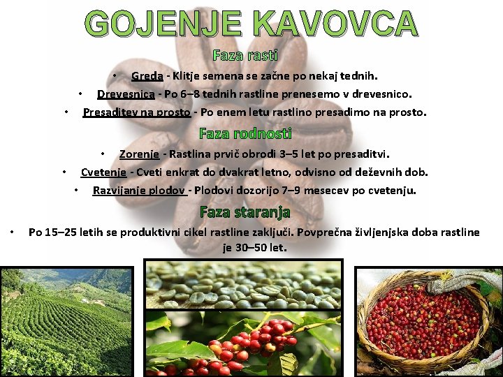 GOJENJE KAVOVCA Faza rasti • Greda - Klitje semena se začne po nekaj tednih.